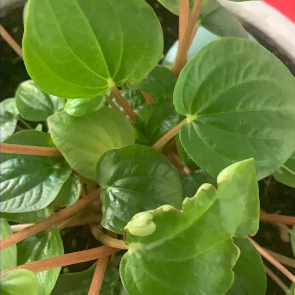 Meet your Posher, Erika